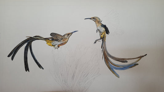 duelling sugarbirds painting by the happy struggling artist