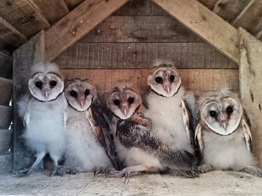 Giving back to the owls this Black November