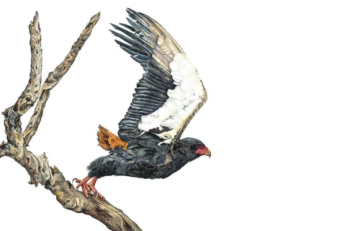 Launch: A Battle with a Bateleur