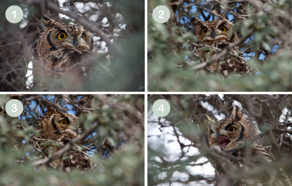 Help me choo-hoo-hoo-hoose an owl photo