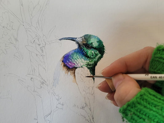 white-bellied sunbird watercolour painting WIP 001