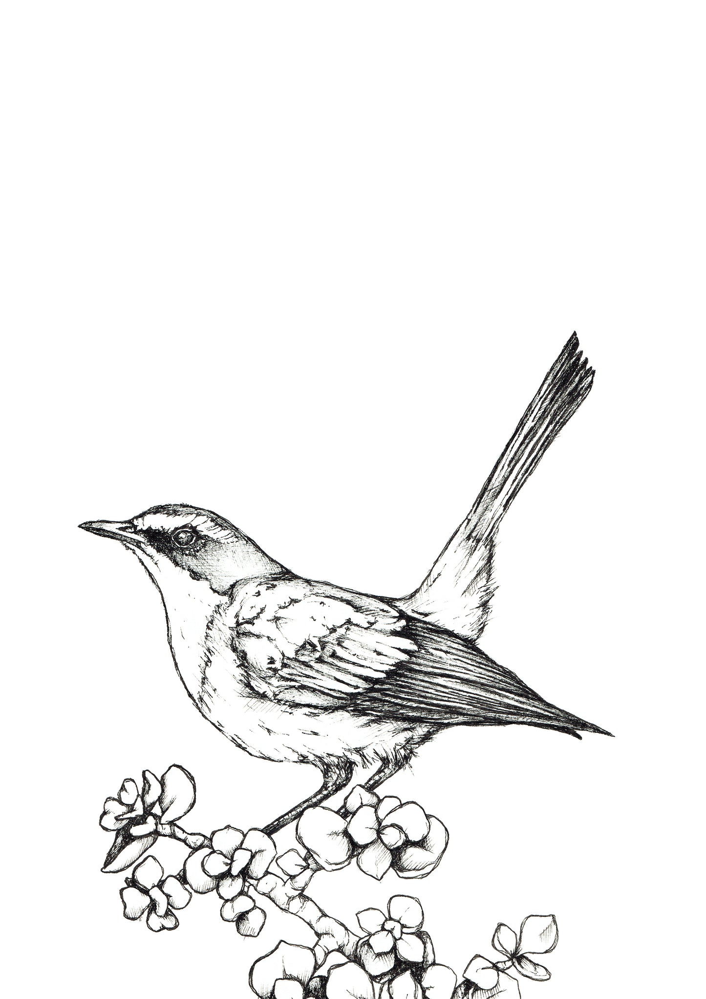 Monochrome Cape Robin-Chat Downloadable Wall Art