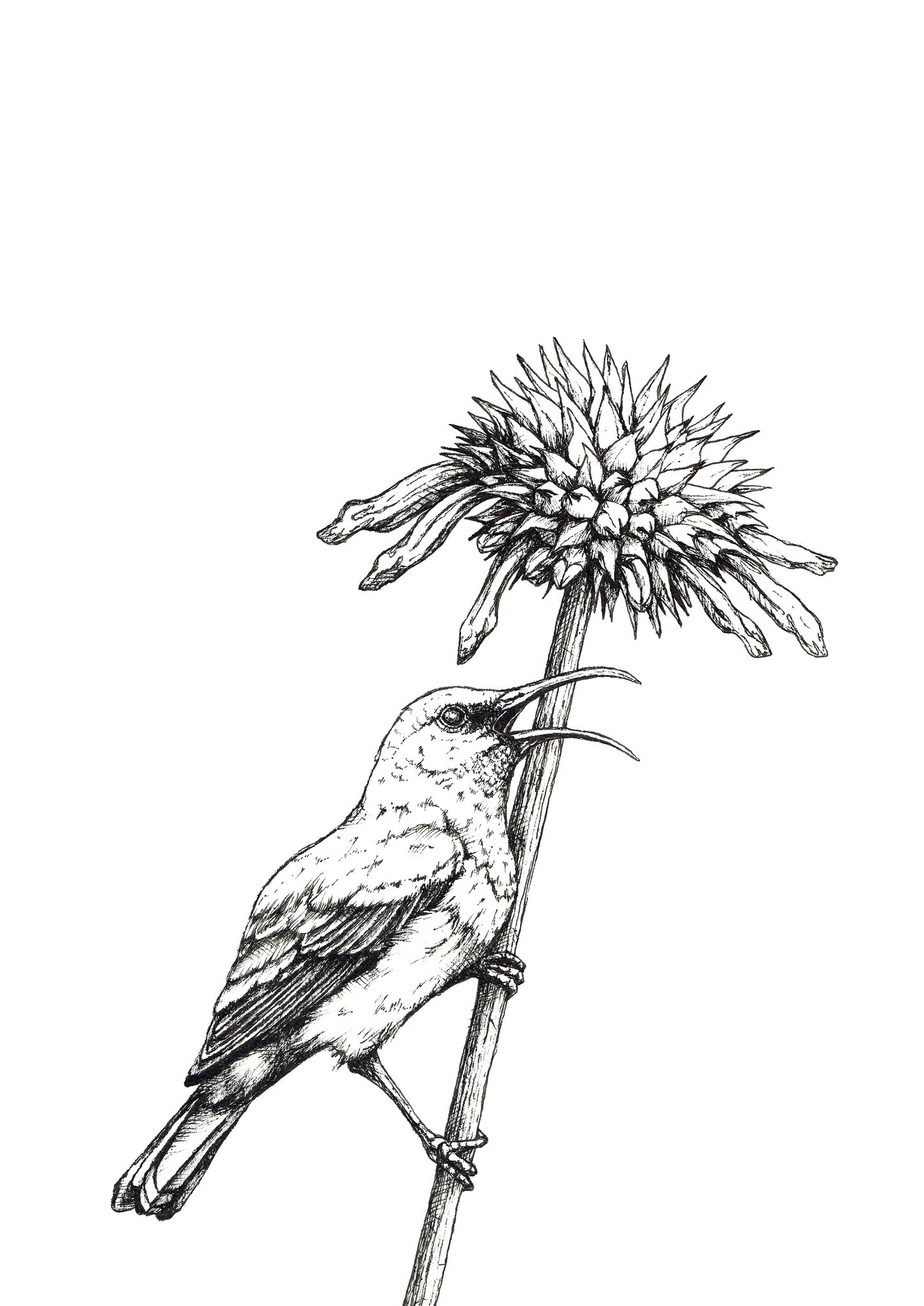 Monochrome Sunbird Downloadable Wall Art