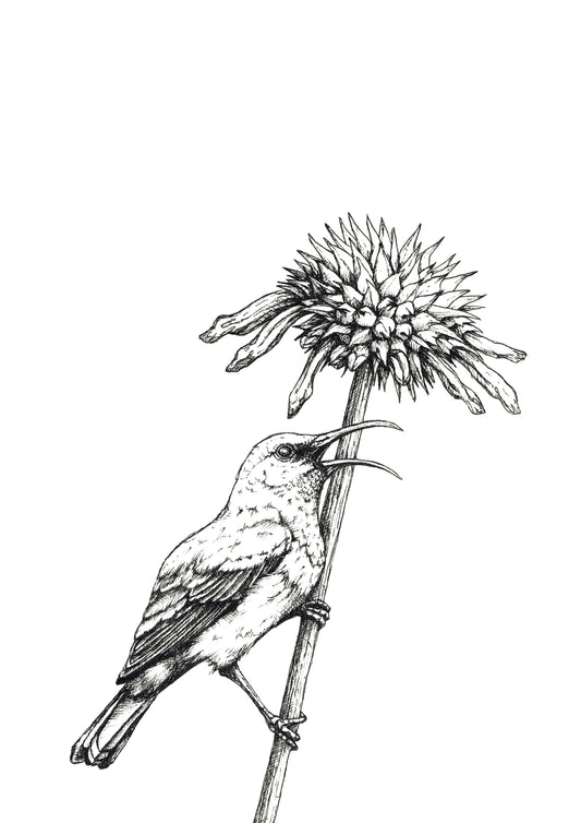 Monochrome Sunbird Downloadable Wall Art