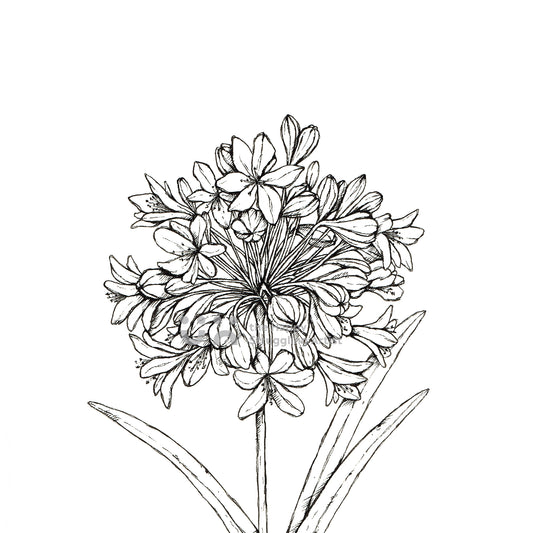 Monochrome Agapanthus Downloadable Wall Art