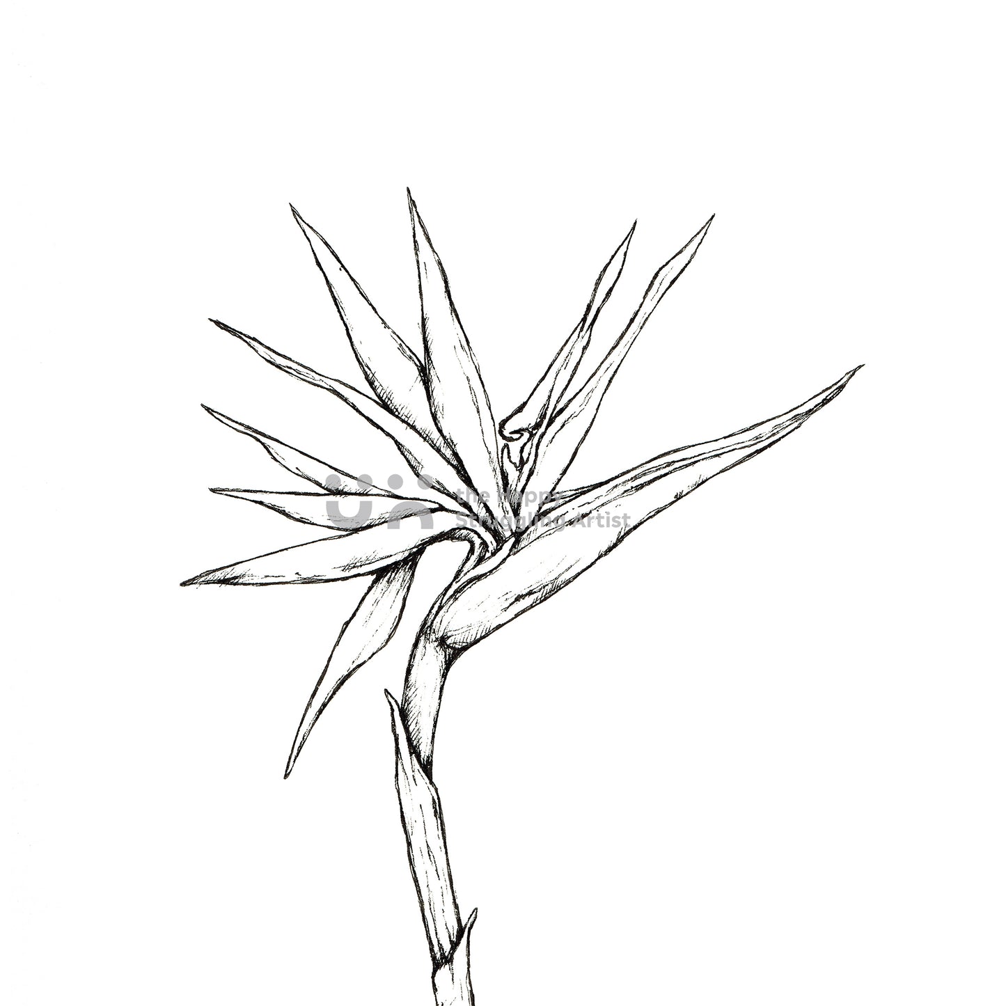 Monochrome Strelitzia Downloadable Wall Art