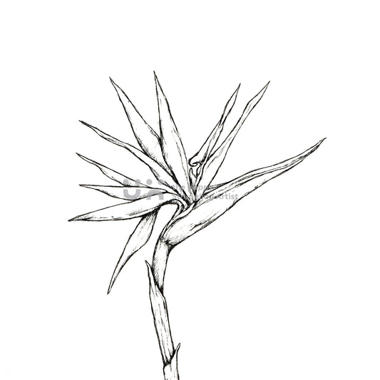 Monochrome Strelitzia Downloadable Wall Art