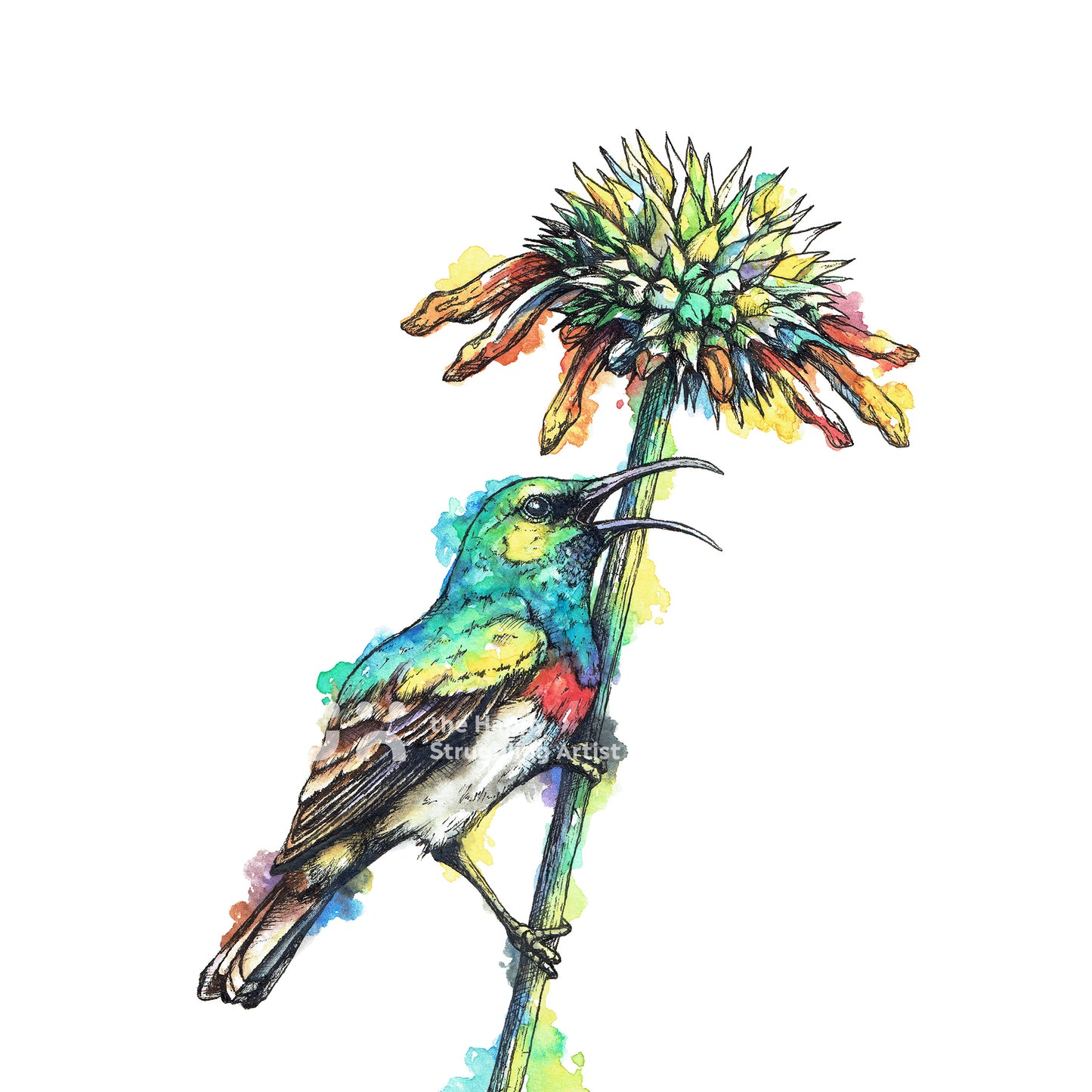 Sunbird Downloadable Wall Art