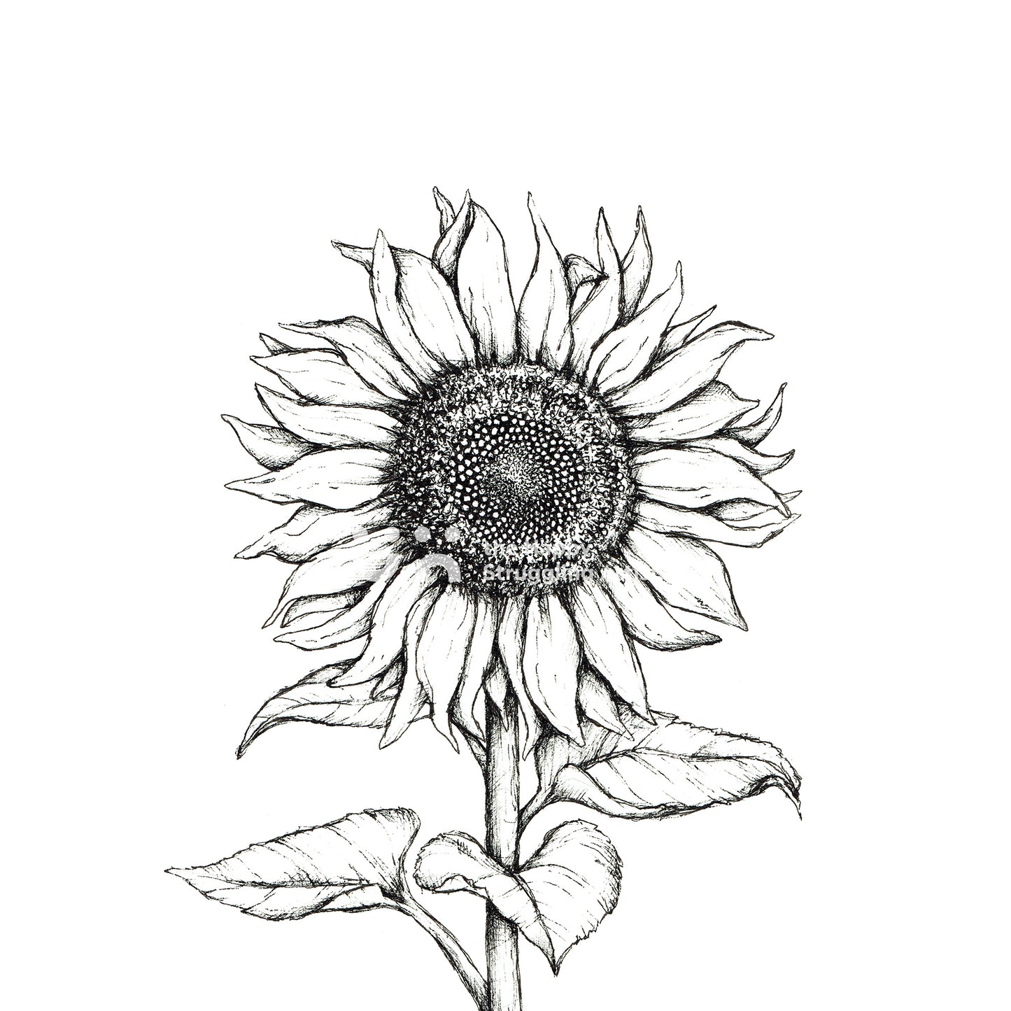 Monochrome Sunflower Downloadable Wall Art