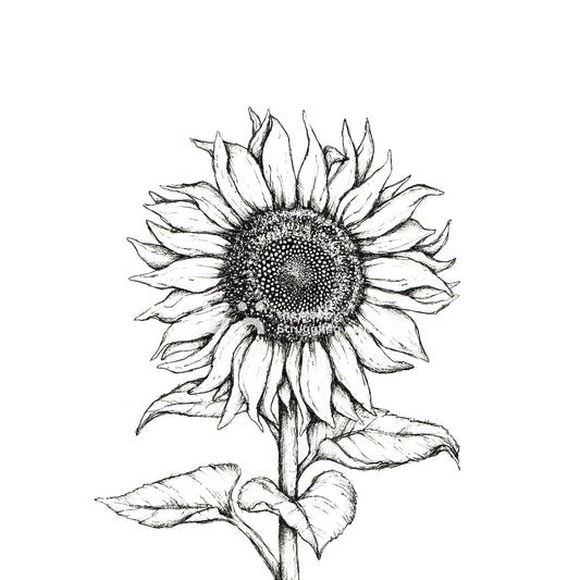 Monochrome Sunflower Downloadable Wall Art