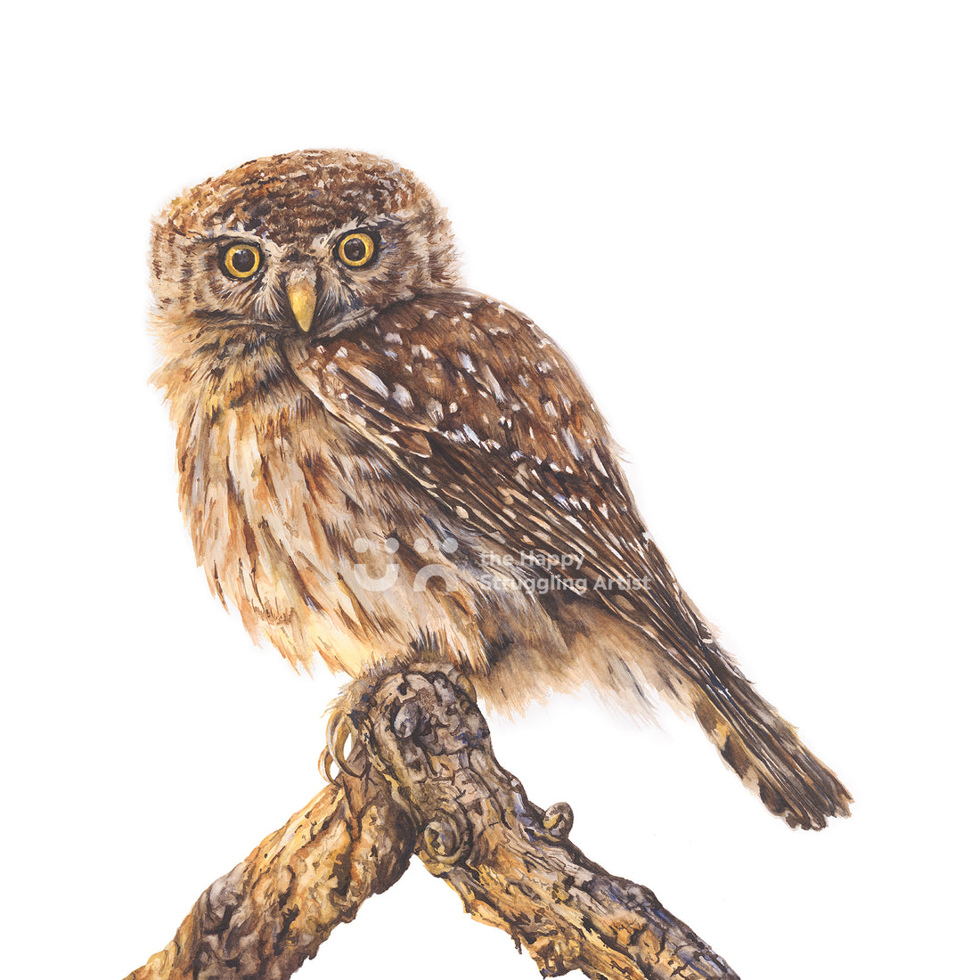 "Awake", a Pearl-spotted Owlet in watercolour