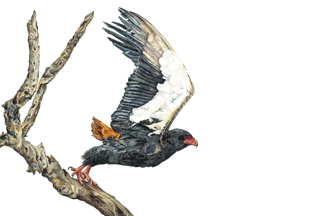 Launch: A Battle with a Bateleur