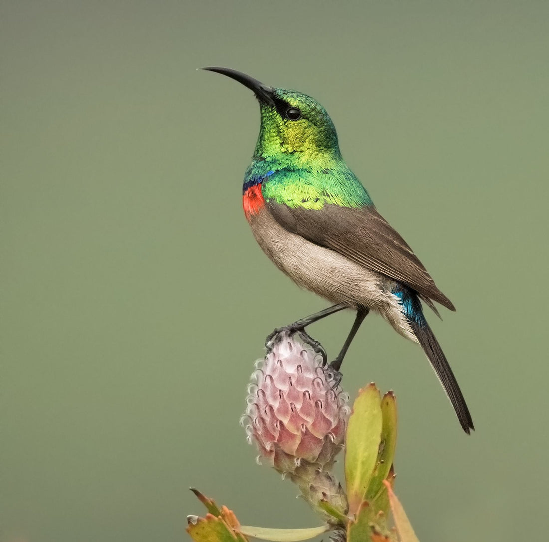 South Africa's favourite garden birds