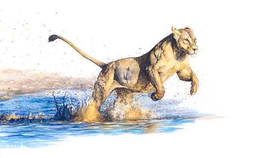 "Splash!": Lady lion taking a leap