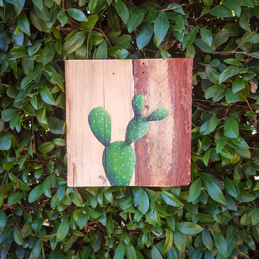 A succulent clearance sale - save 50%!!!
