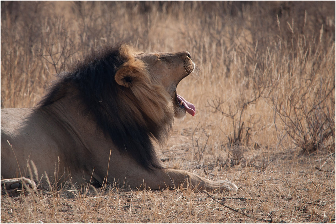 Magical Kalahari: A long-overdue journey