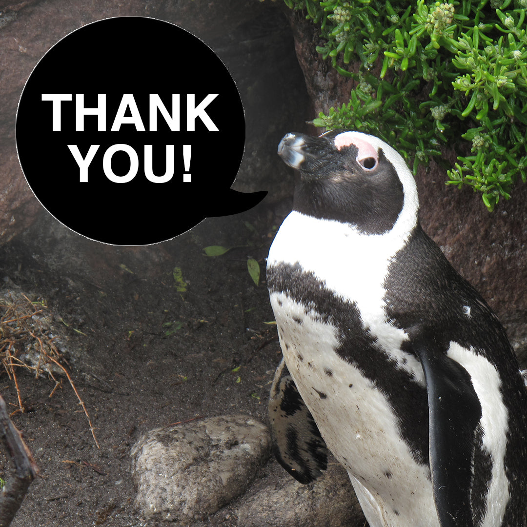 The penguins say THANK YOU!
