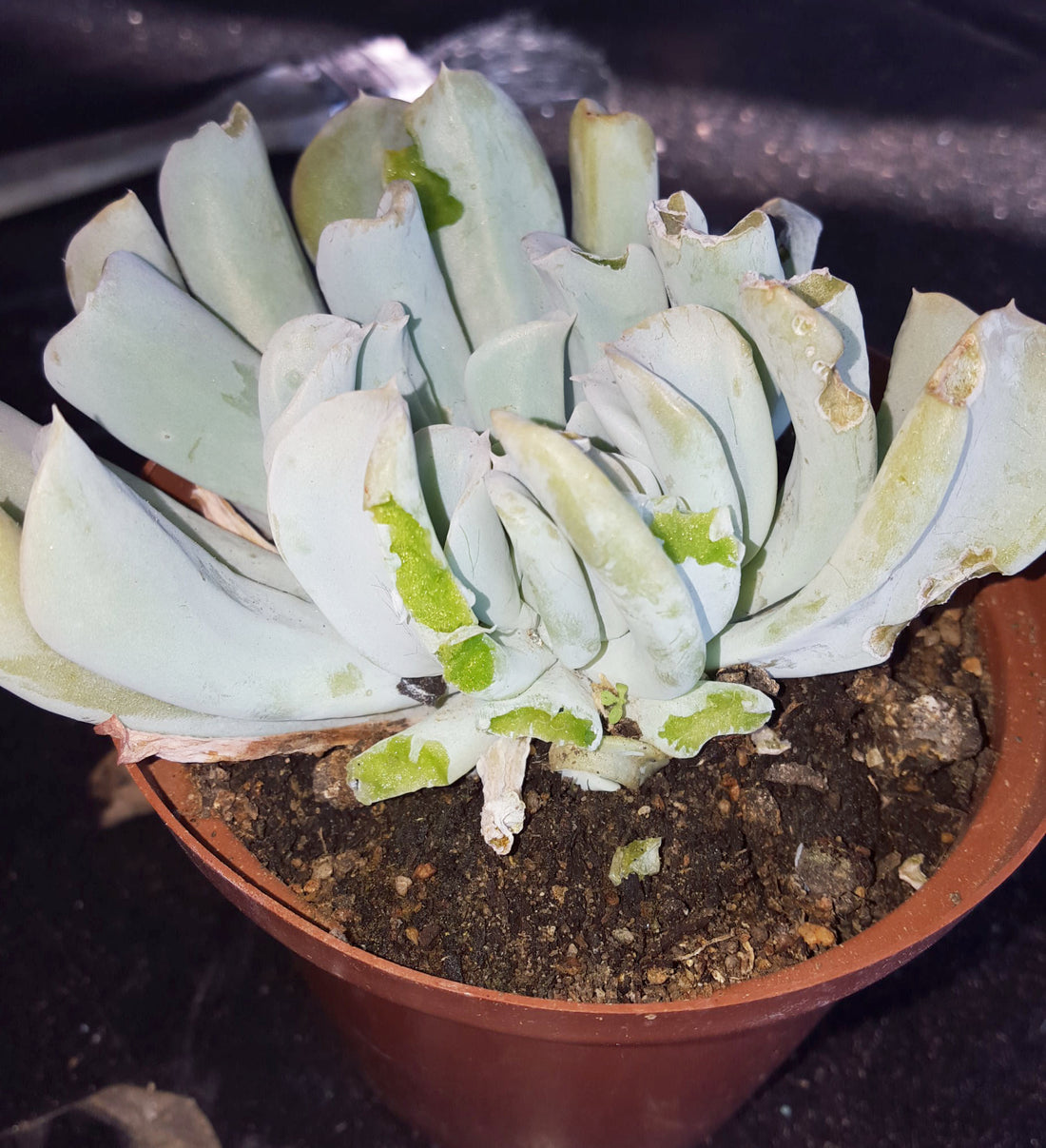 The Serial Plant-killer