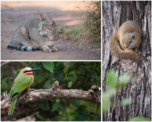 Help me choose my next wildlife painting... and WIN!