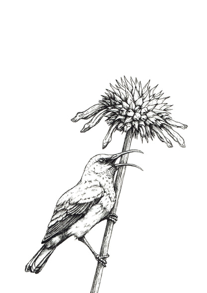 Monochrome Sunbird Downloadable Wall Art