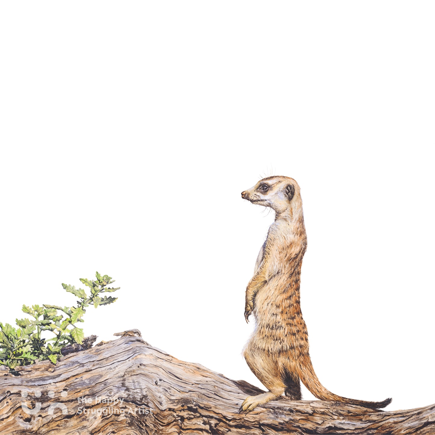 Lookout (Original)