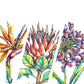 Downloadable Wall Art: Set of 3 SA Flowers
