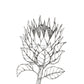 Monochrome Downloadable Wall Art: Set of 3 SA Flowers
