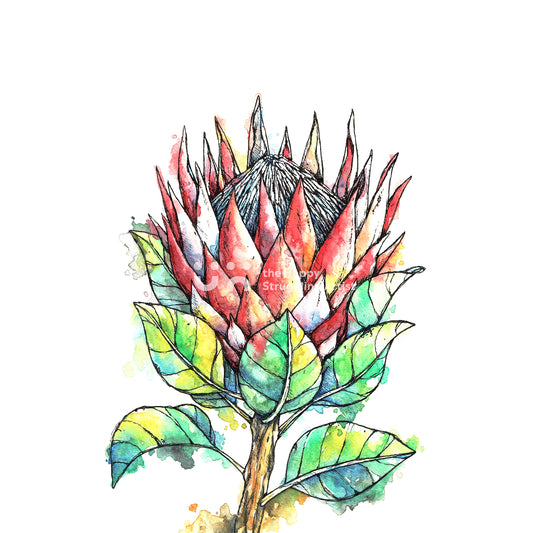 King Protea (Original)