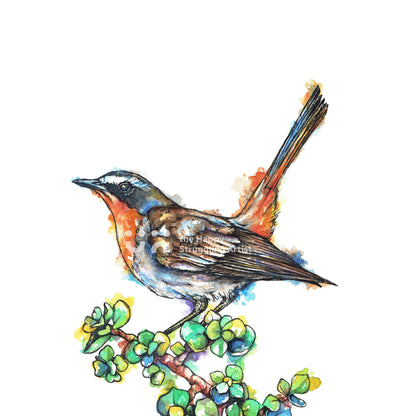 Cape Robin-Chat Downloadable Wall Art
