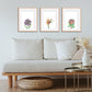 Agapanthus (Original)