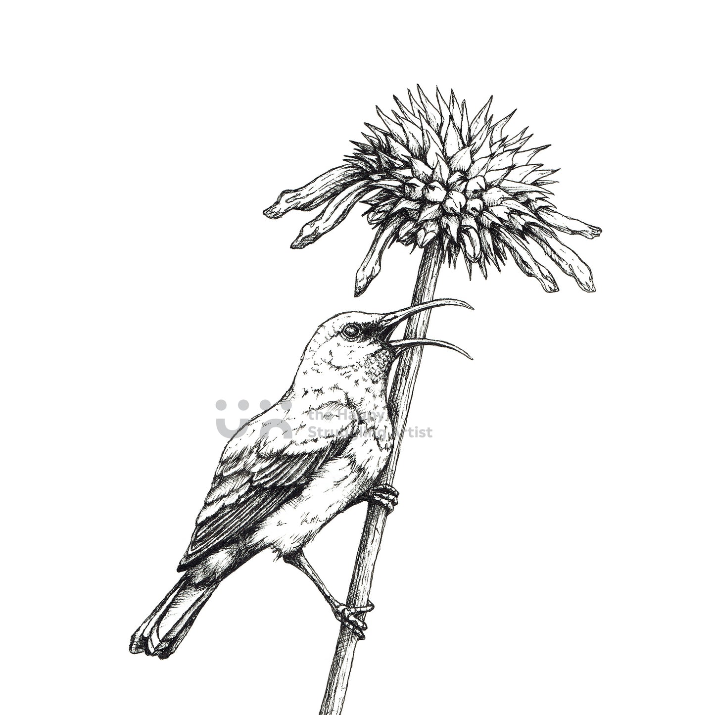 Monochrome Downloadable Wall Art: Set of 3 SA Birds