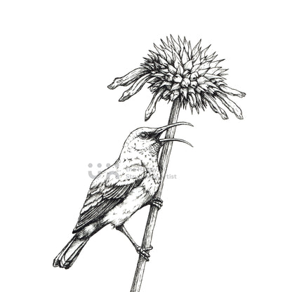 Monochrome Downloadable Wall Art: Set of 3 SA Birds