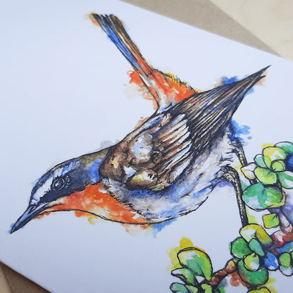 Greeting Card: Cape Robin-Chat